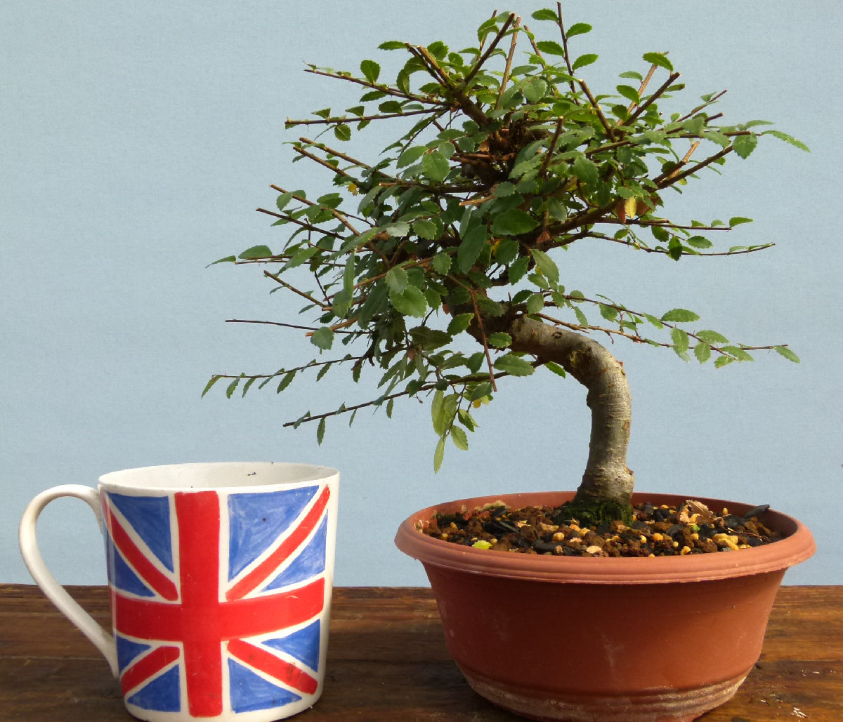 Chinese Elm Bonsai Tree - CLEARANCE