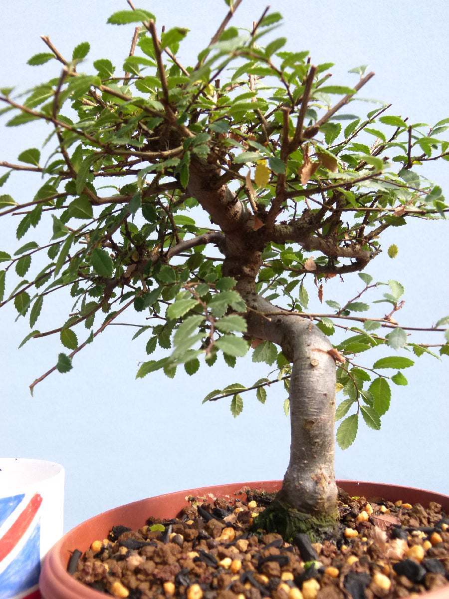 Chinese Elm Bonsai Tree - CLEARANCE