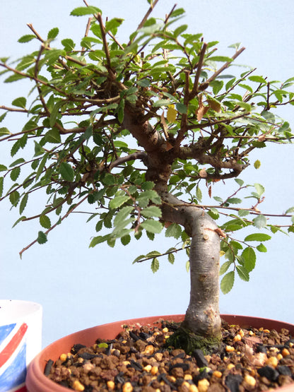 Chinese Elm Bonsai Tree - CLEARANCE