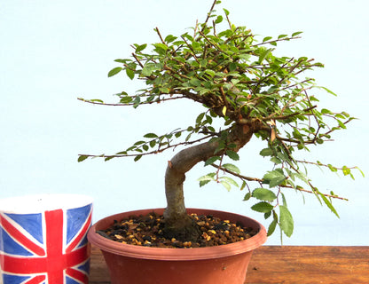 Chinese Elm Bonsai Tree - CLEARANCE