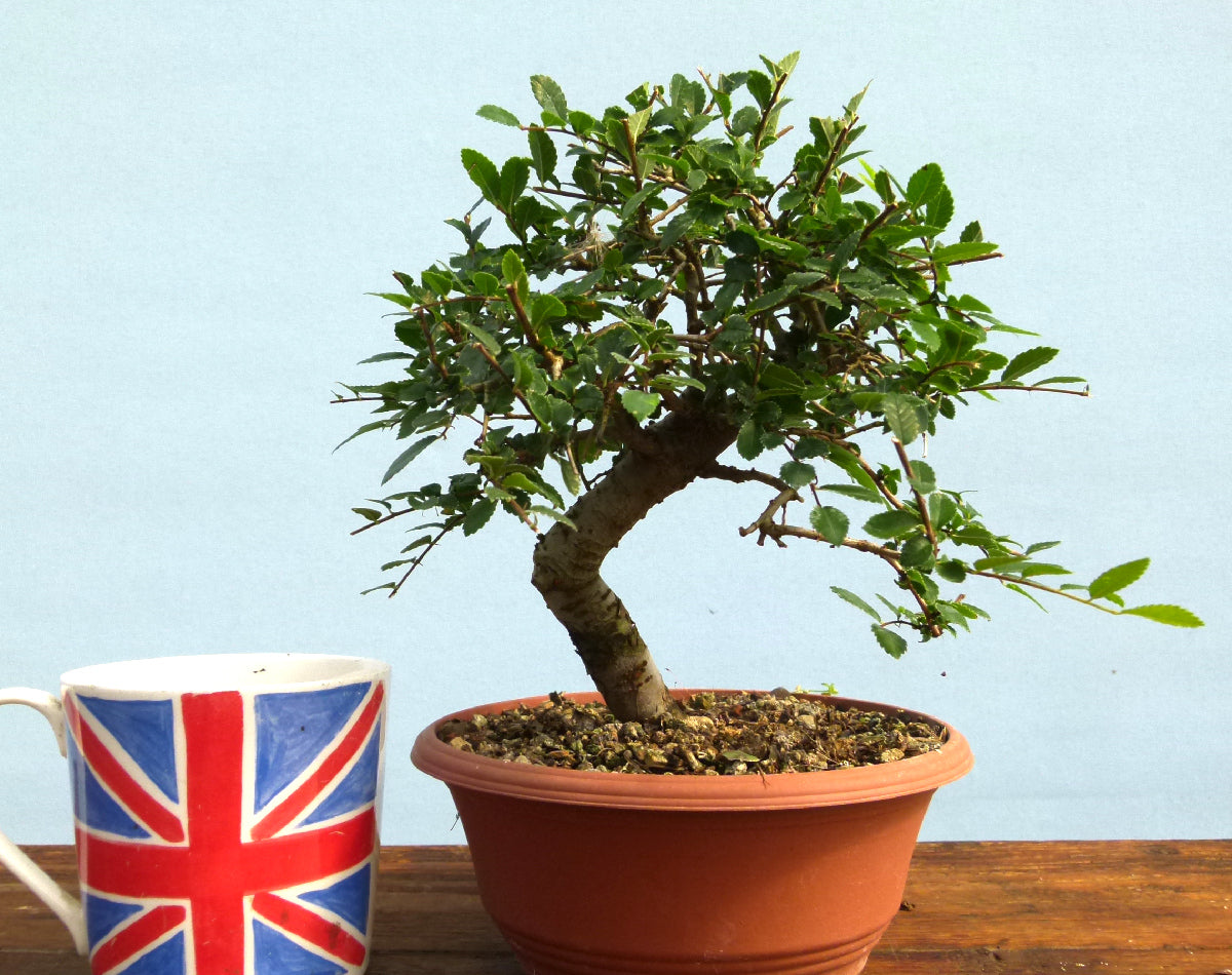Chinese Elm Bonsai Tree - CLEARANCE