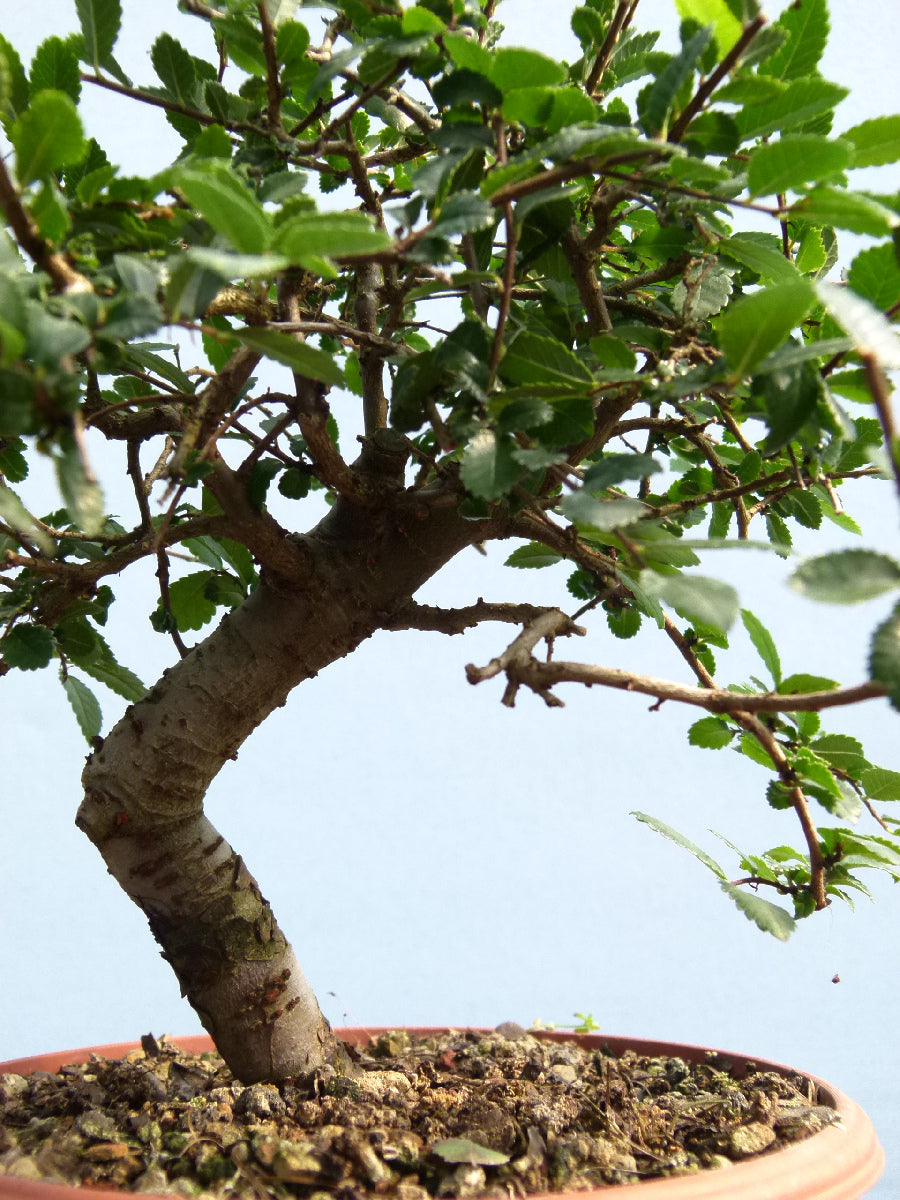 Chinese Elm Bonsai Tree - CLEARANCE