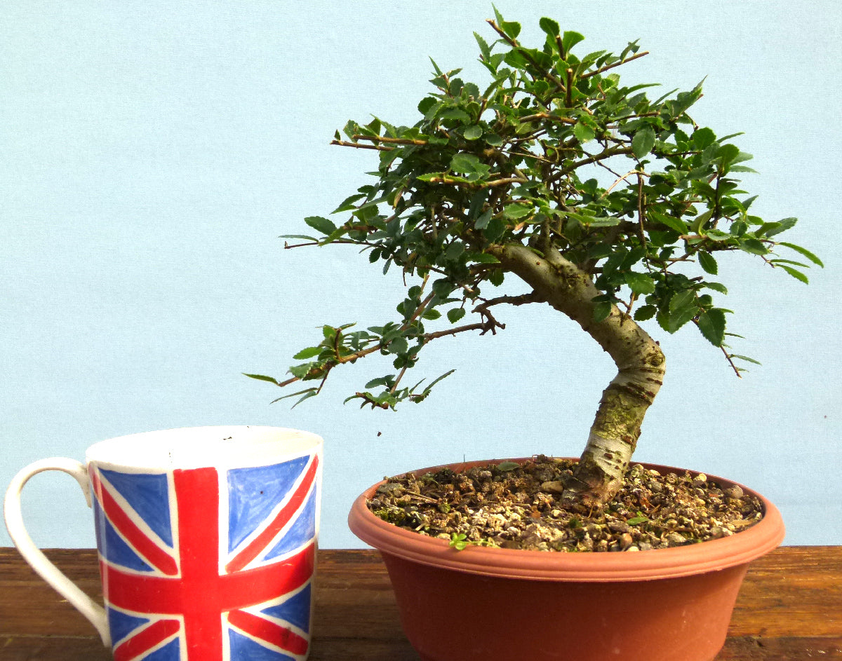 Chinese Elm Bonsai Tree - CLEARANCE