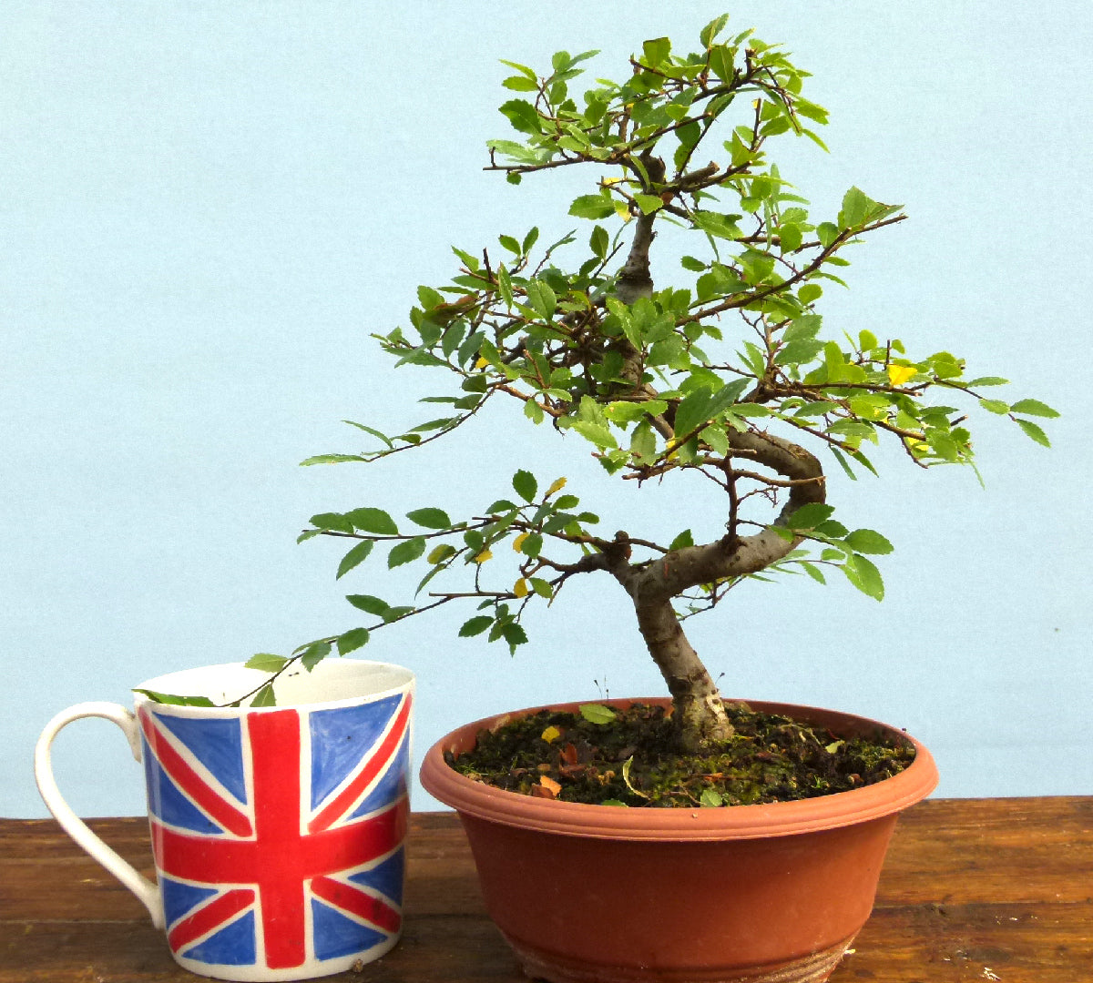 Chinese Elm Bonsai Tree - CLEARANCE