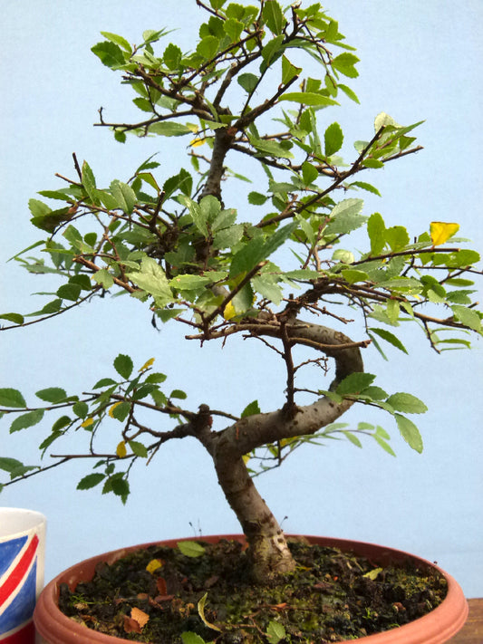 Chinese Elm Bonsai Tree - CLEARANCE