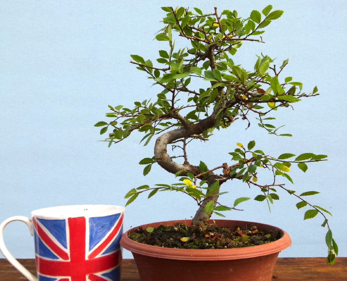 Chinese Elm Bonsai Tree - CLEARANCE