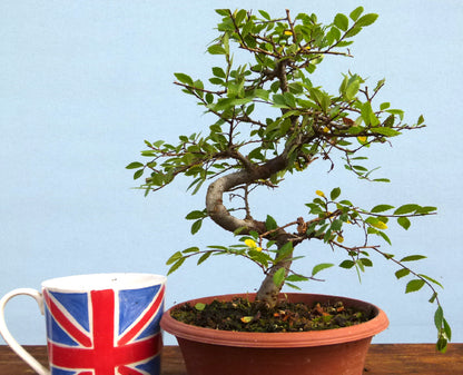 Chinese Elm Bonsai Tree - CLEARANCE