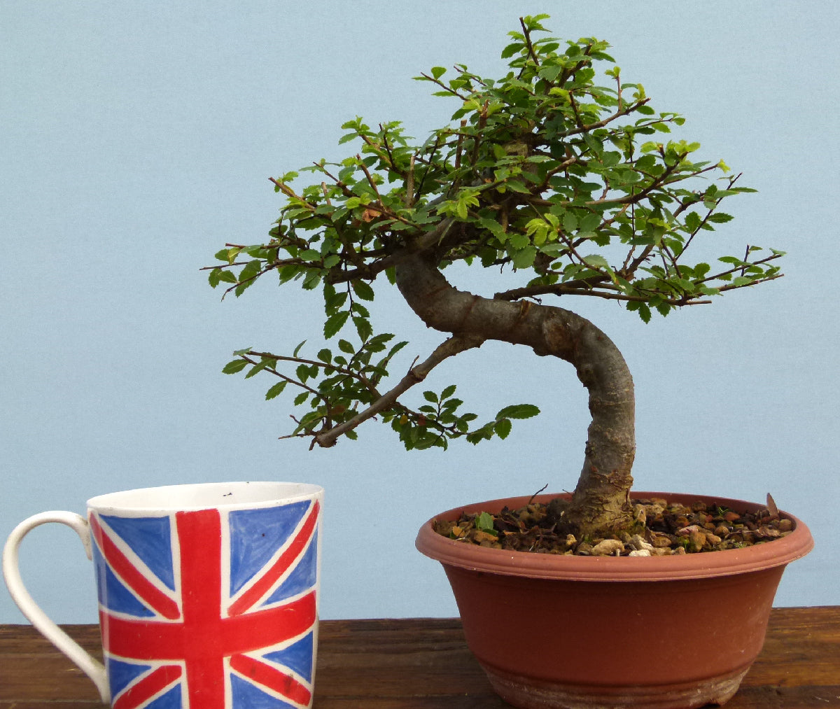 Chinese Elm Bonsai Tree - CLEARANCE