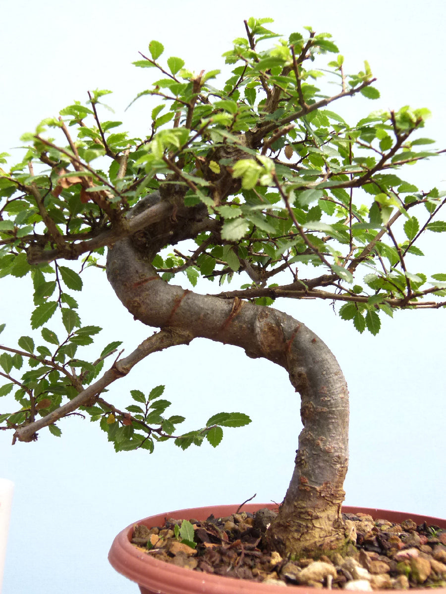 Chinese Elm Bonsai Tree - CLEARANCE