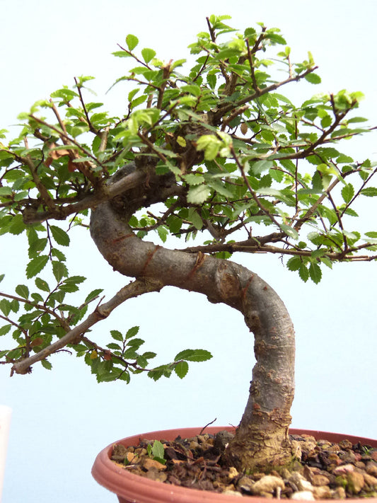 Chinese Elm Bonsai Tree - CLEARANCE