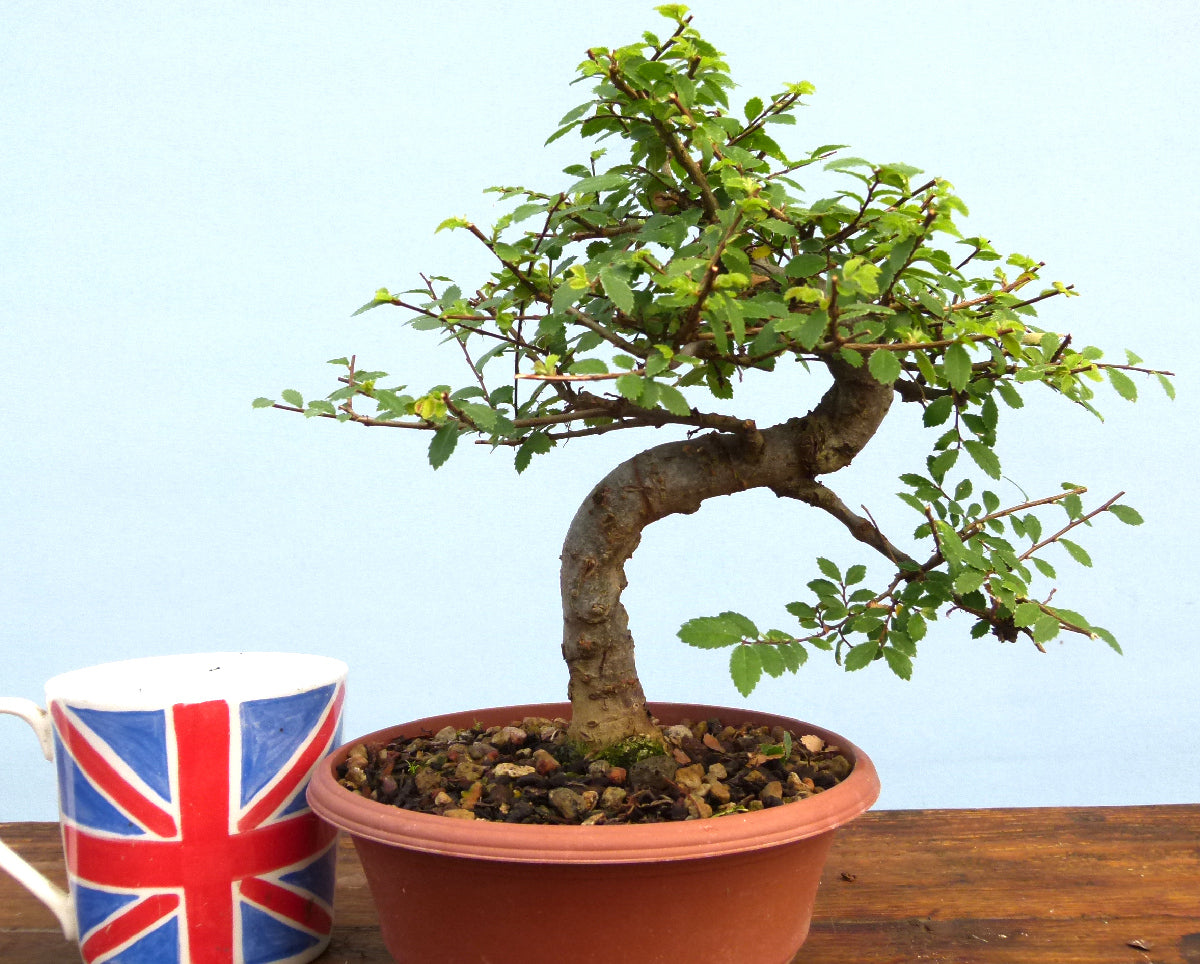 Chinese Elm Bonsai Tree - CLEARANCE