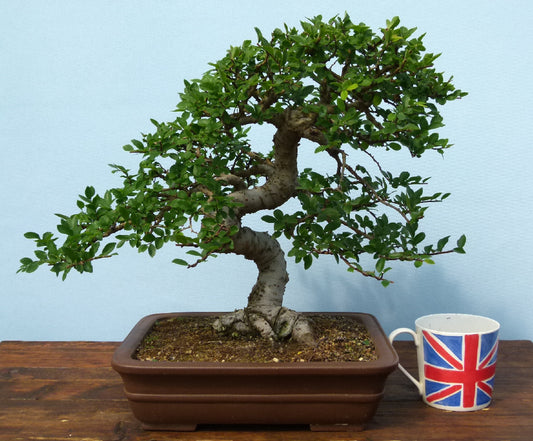 Chinese Elm Bonsai Tree