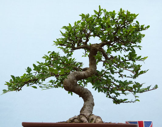 Chinese Elm Bonsai Tree