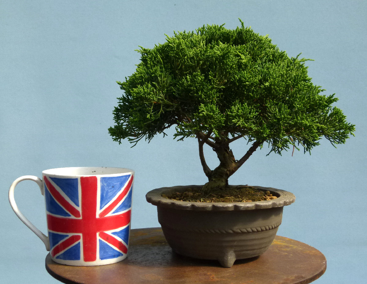Chinese Juniper - Itoigawa - Bonsai Material