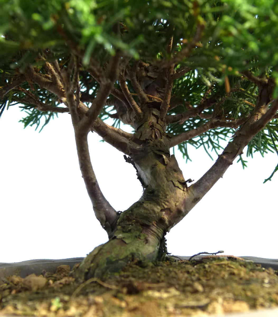 Chinese Juniper - Itoigawa - Bonsai Material
