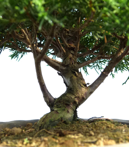 Chinese Juniper - Itoigawa - Bonsai Material