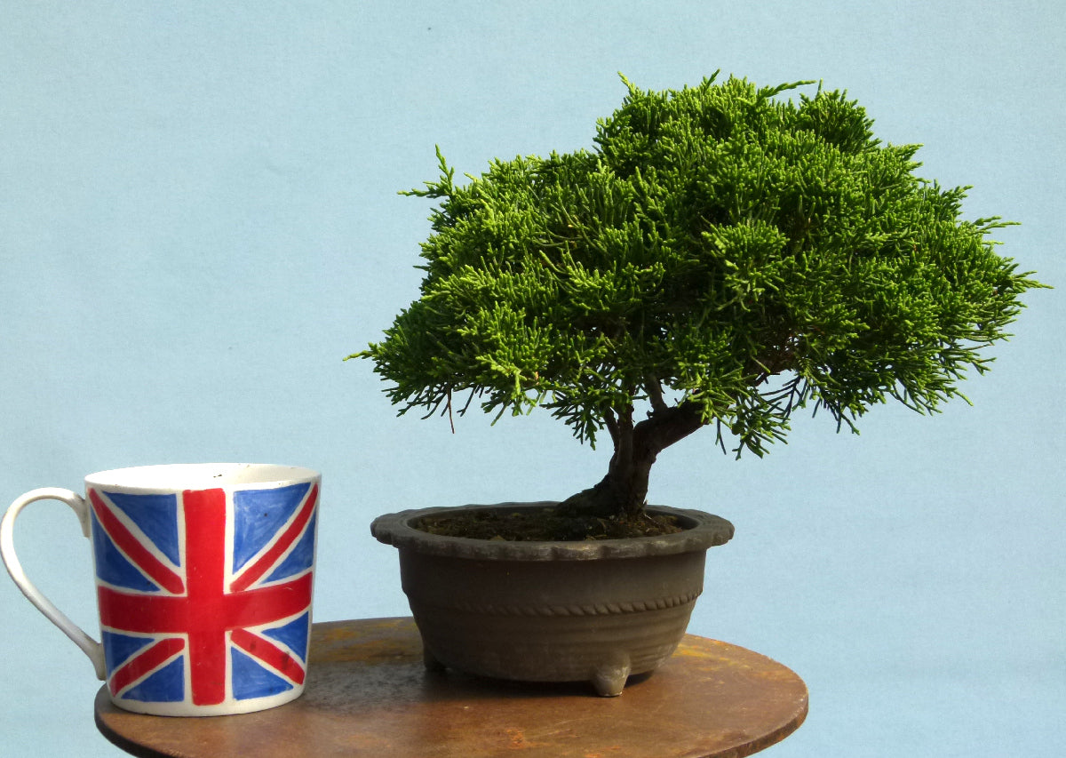 Chinese Juniper - Itoigawa - Bonsai Material