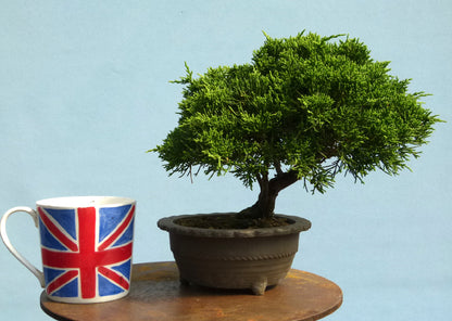 Chinese Juniper - Itoigawa - Bonsai Material