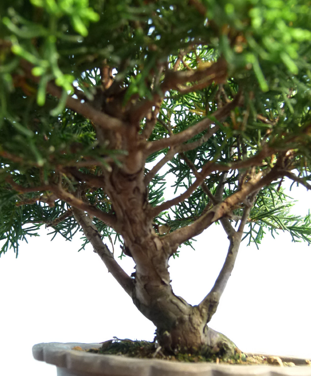 Chinese Juniper - Itoigawa - Bonsai Material