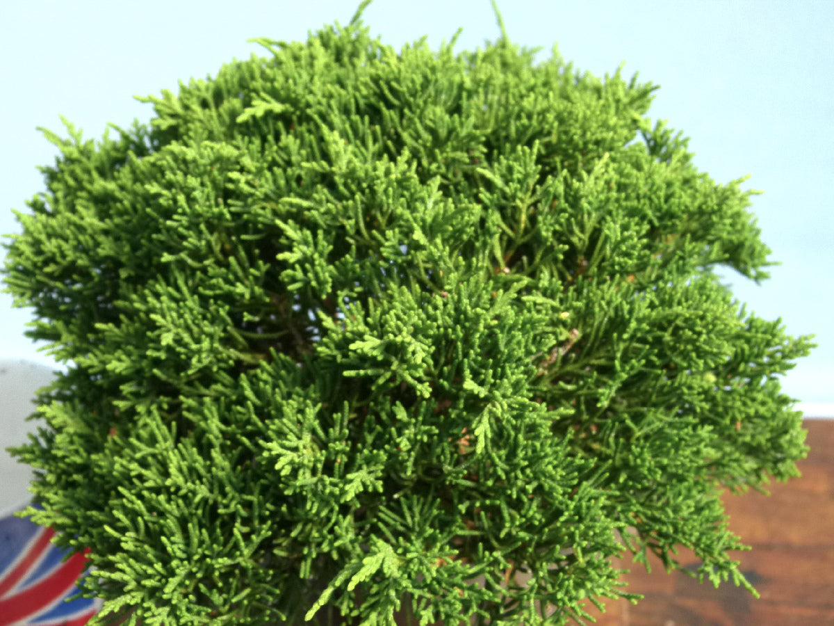 Chinese Juniper - Itoigawa - Bonsai Material