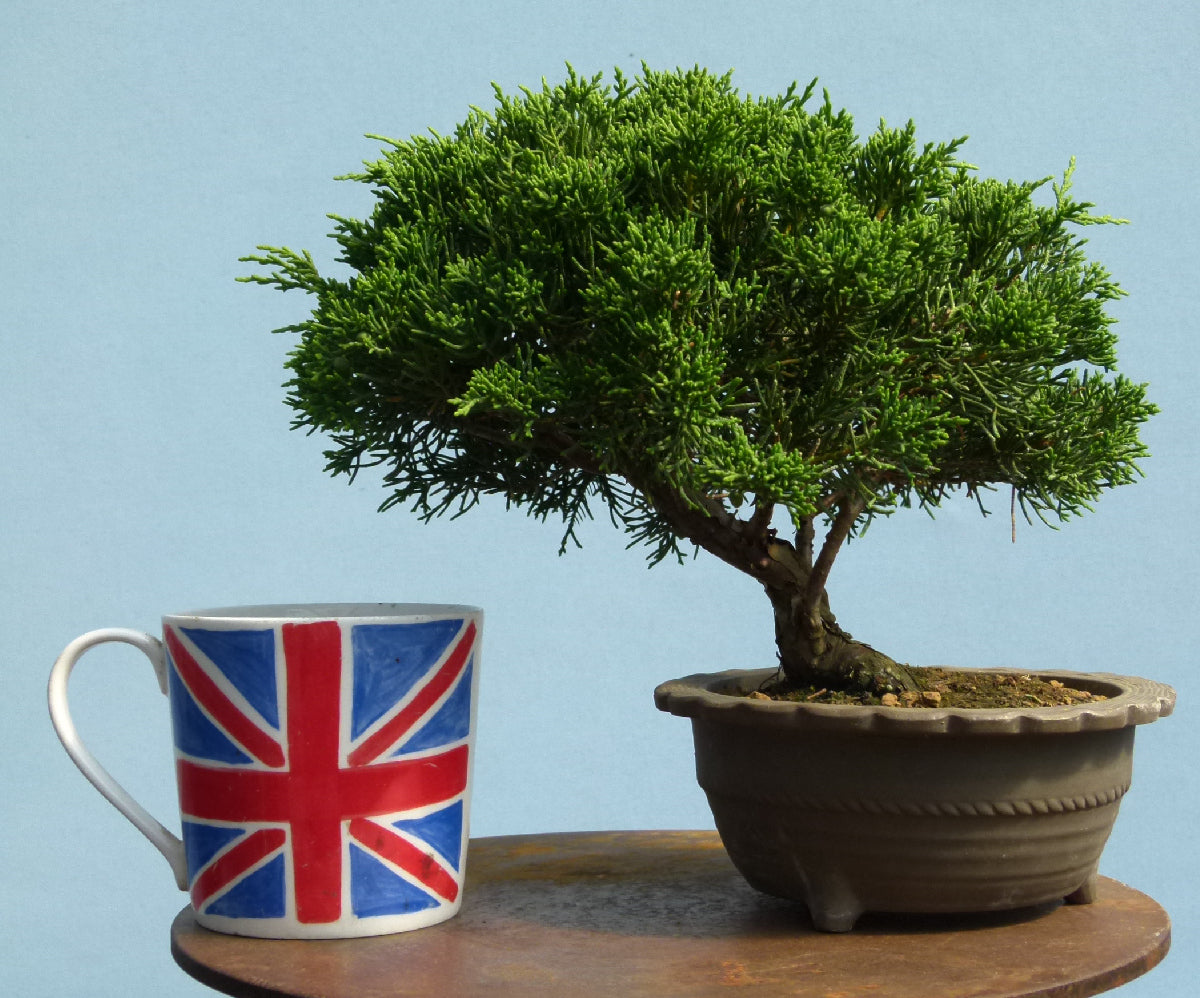 Chinese Juniper - Itoigawa - Bonsai Material