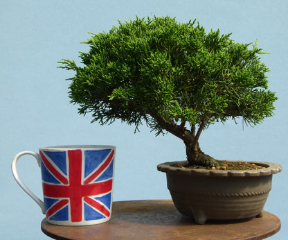 Chinese Juniper - Itoigawa - Bonsai Material
