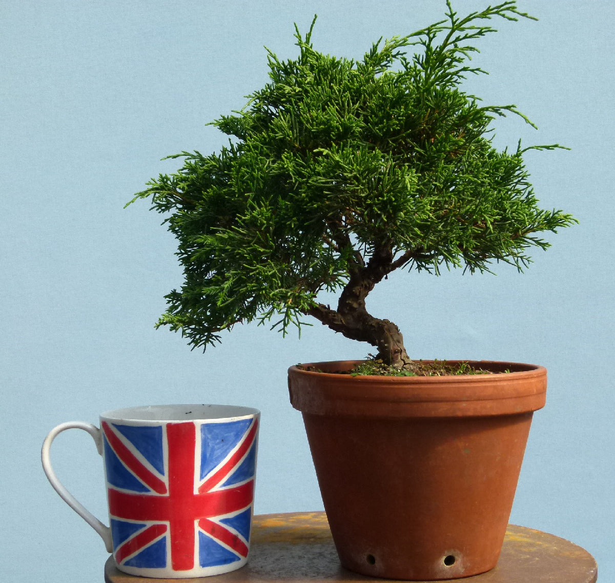 Chinese Juniper - Itoigawa - Bonsai Material