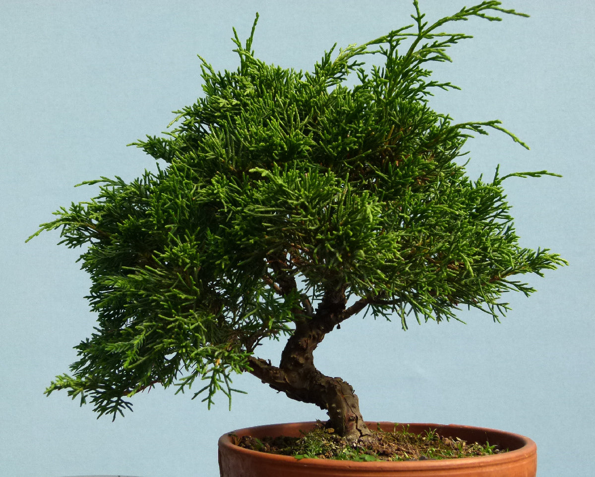 Chinese Juniper - Itoigawa - Bonsai Material