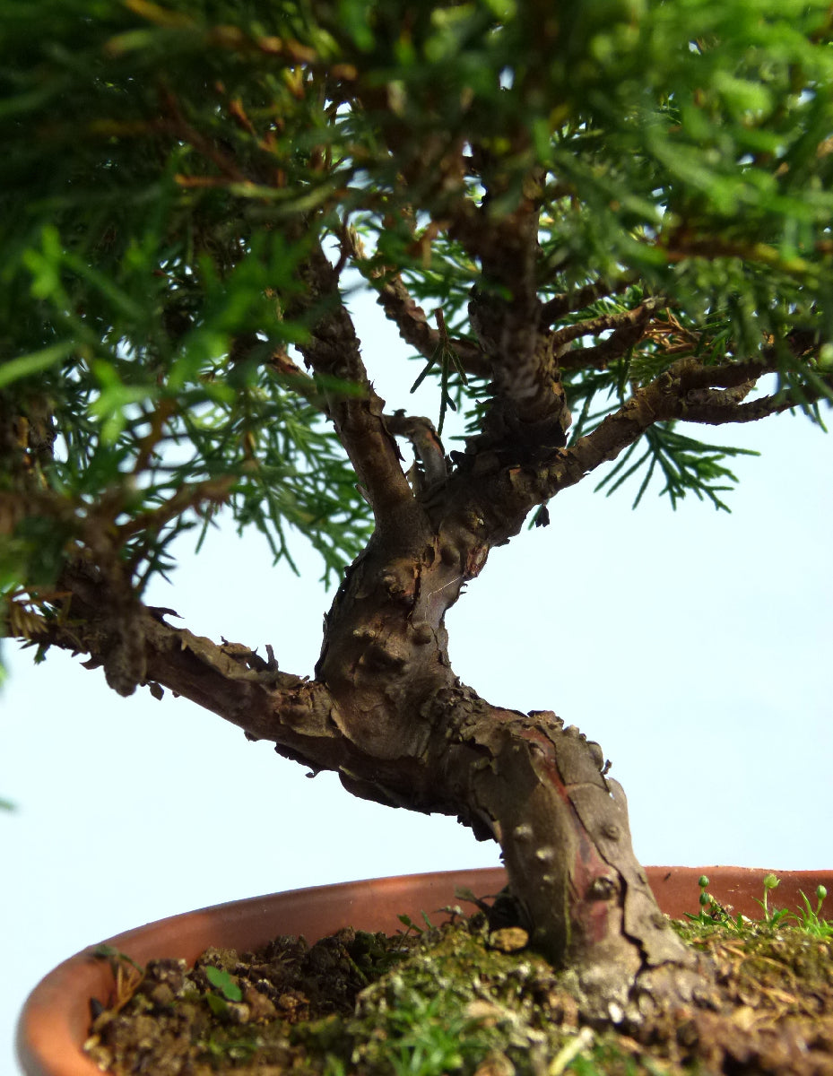 Chinese Juniper - Itoigawa - Bonsai Material