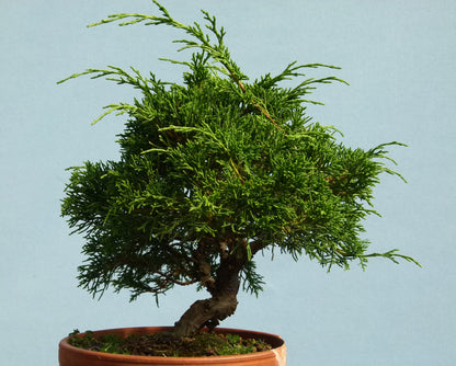 Chinese Juniper - Itoigawa - Bonsai Material
