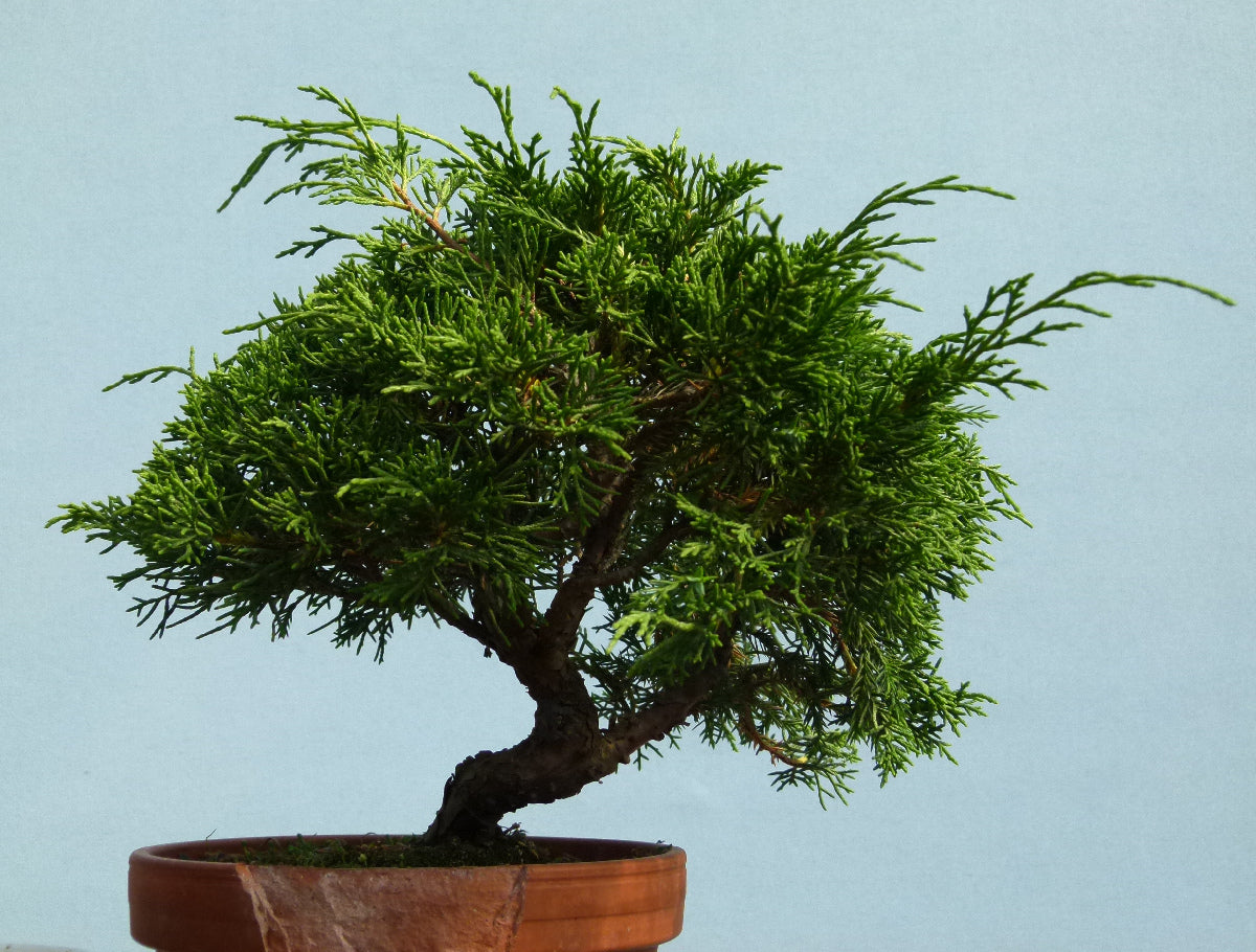 Chinese Juniper - Itoigawa - Bonsai Material