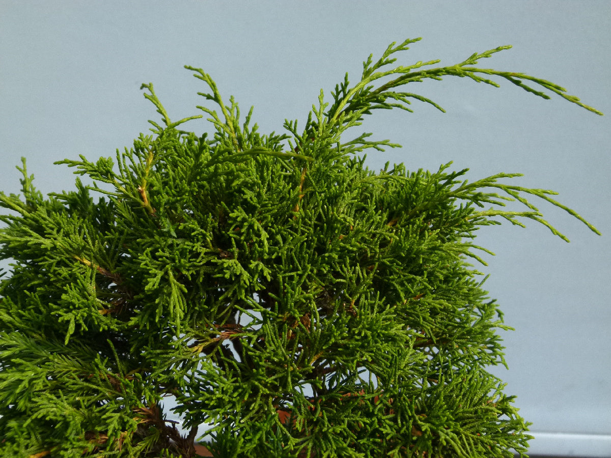 Chinese Juniper - Itoigawa - Bonsai Material