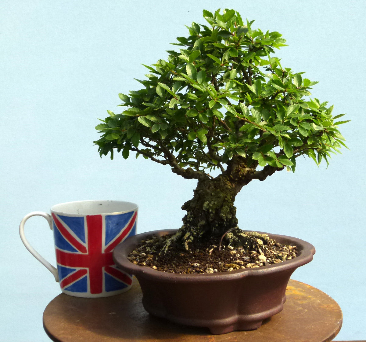 Cork Bark Elm Shohin Bonsai Tree