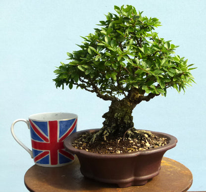 Cork Bark Elm Shohin Bonsai Tree