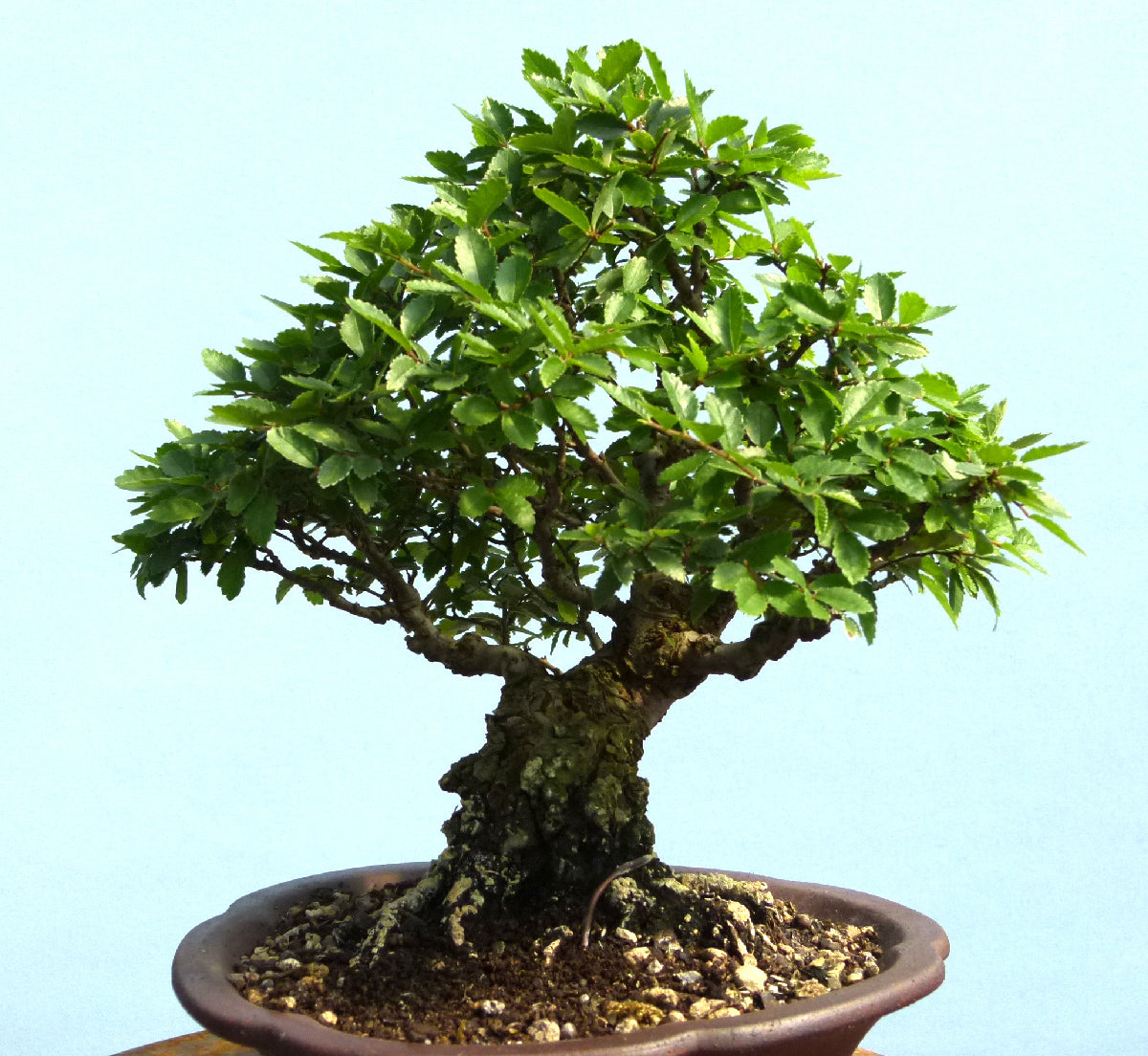 Cork Bark Elm Shohin Bonsai Tree