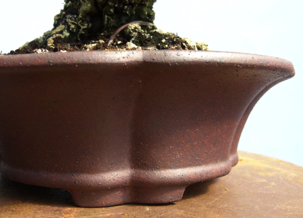 Cork Bark Elm Shohin Bonsai Tree