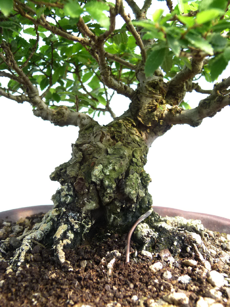 Cork Bark Elm Shohin Bonsai Tree