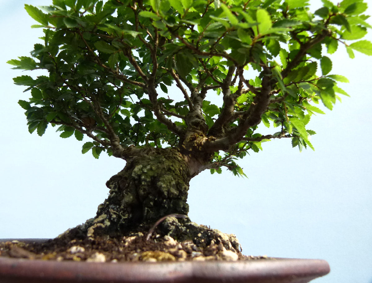 Cork Bark Elm Shohin Bonsai Tree