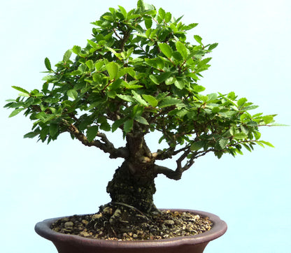 Cork Bark Elm Shohin Bonsai Tree