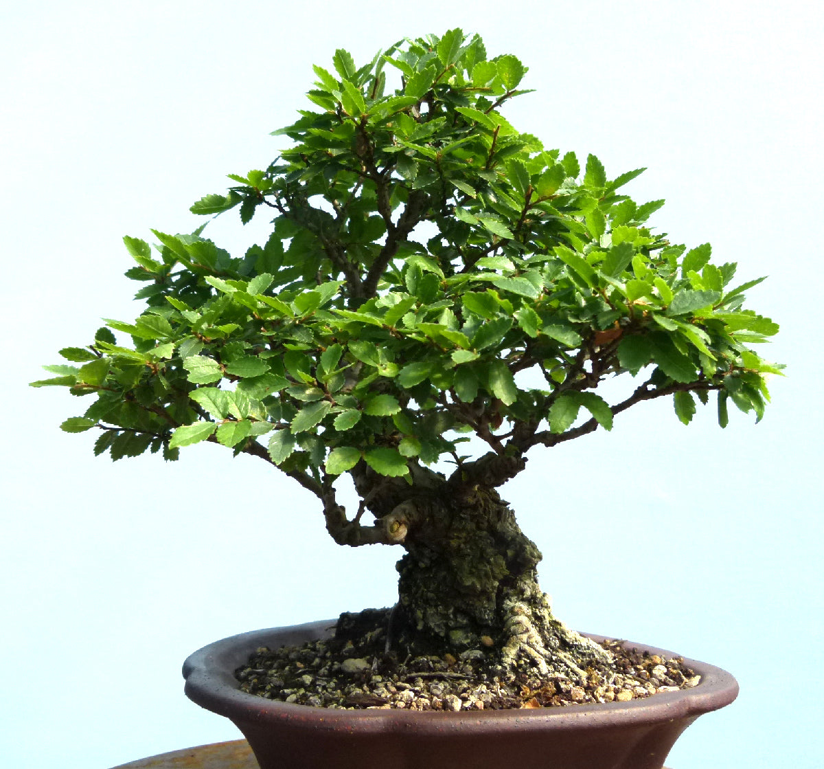 Cork Bark Elm Shohin Bonsai Tree