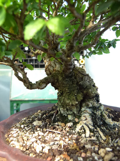 Cork Bark Elm Shohin Bonsai Tree
