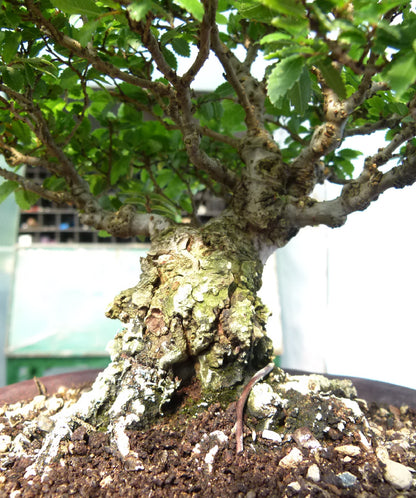 Cork Bark Elm Shohin Bonsai Tree