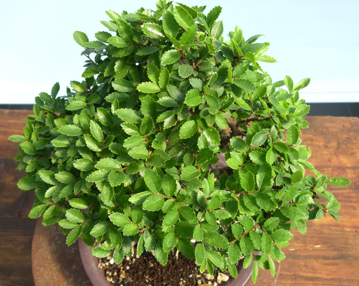Cork Bark Elm Shohin Bonsai Tree