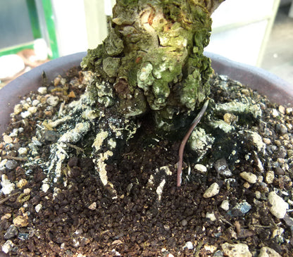 Cork Bark Elm Shohin Bonsai Tree
