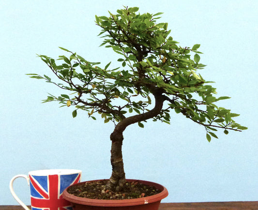 Chinese Elm Bonsai Tree - CLEARANCE