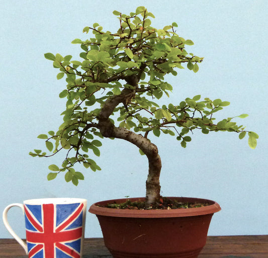 Chinese Elm Bonsai Tree - CLEARANCE