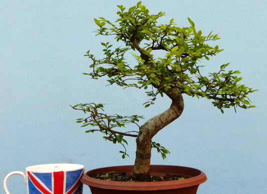 Chinese Elm Bonsai Tree - CLEARANCE