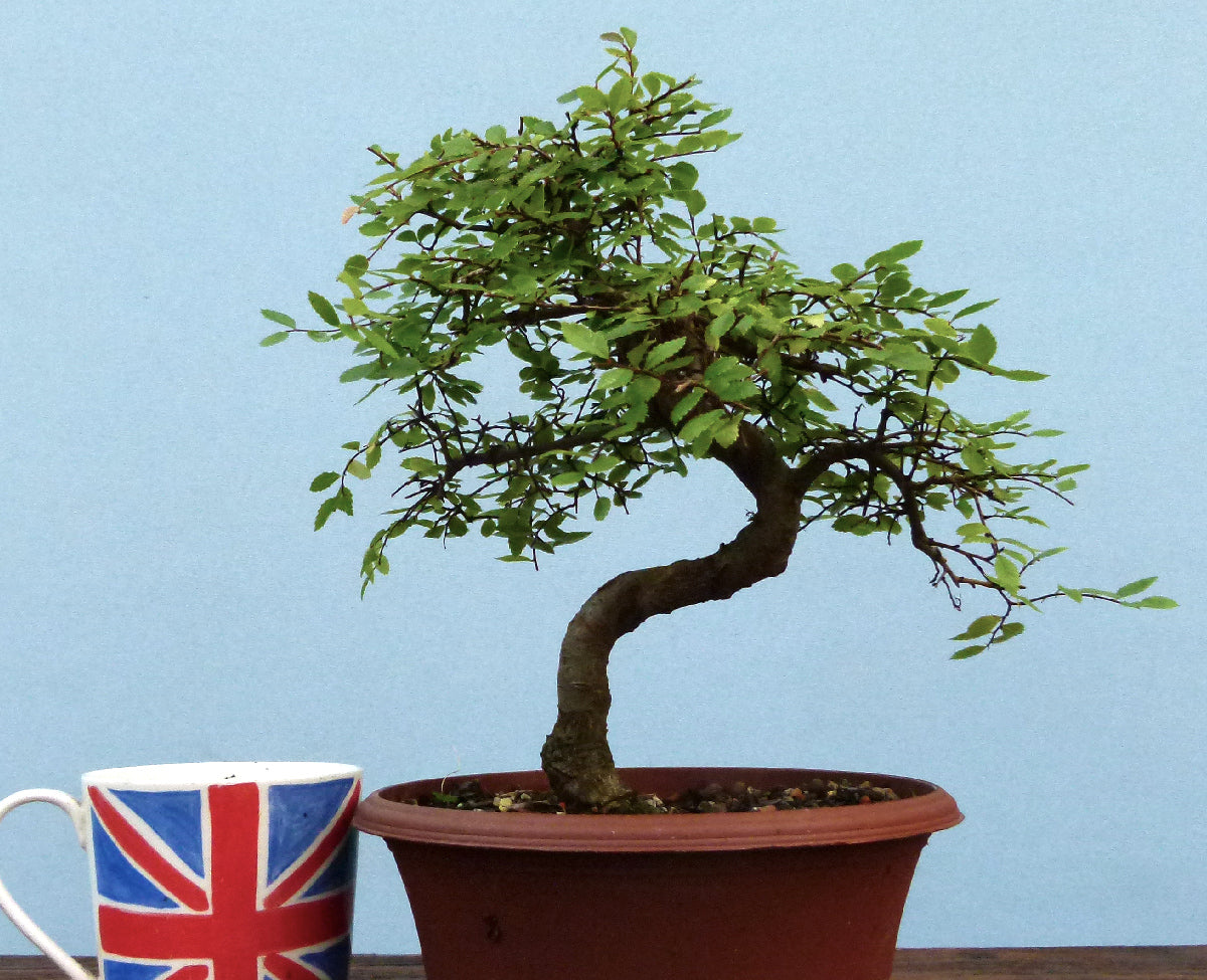 Chinese Elm Bonsai Tree - CLEARANCE
