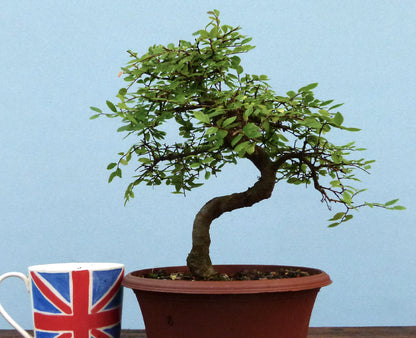Chinese Elm Bonsai Tree - CLEARANCE