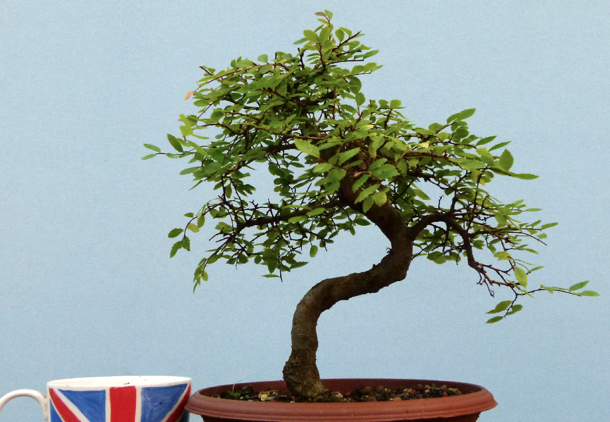 Chinese Elm Bonsai Tree - CLEARANCE